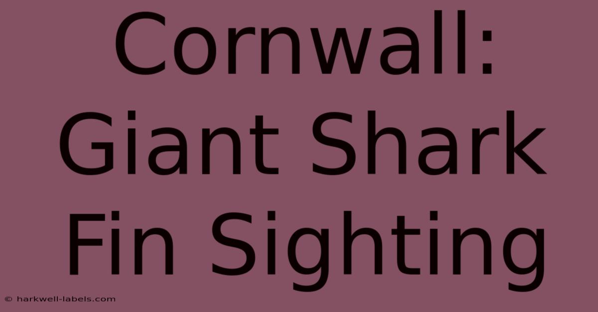 Cornwall: Giant Shark Fin Sighting