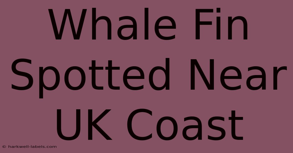 Whale Fin Spotted Near UK Coast